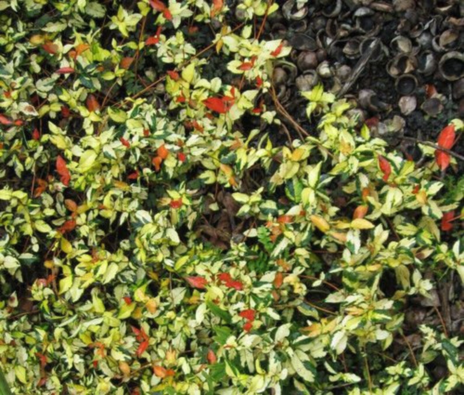 Jasmine Summer Sunset Jasmine Live Plants Hanging Basket Etsy