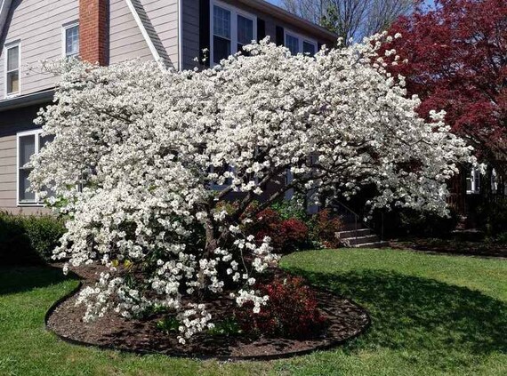 Silky Dogwood Cornus Amomum 2 Ft Shrub is a Fast Growing | Etsy