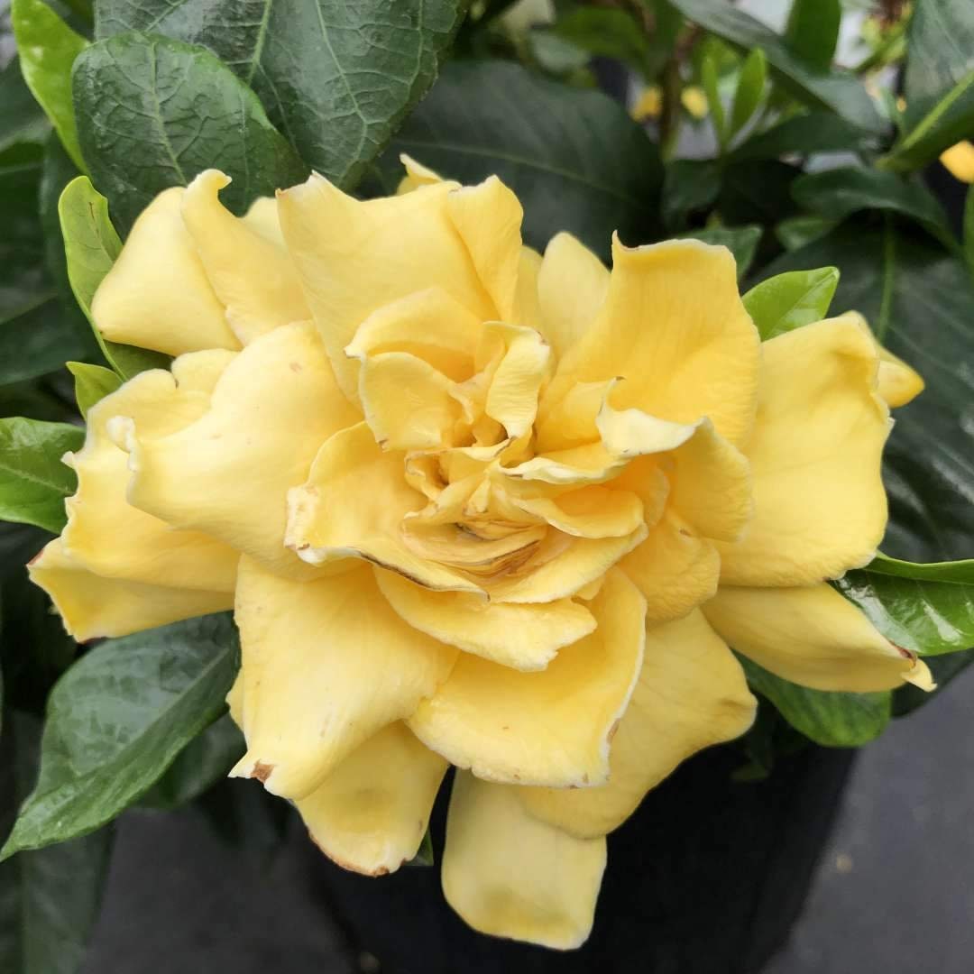 Golden Magic Gardenia Gardenia jasminoides 4 Pot Starter Etsy