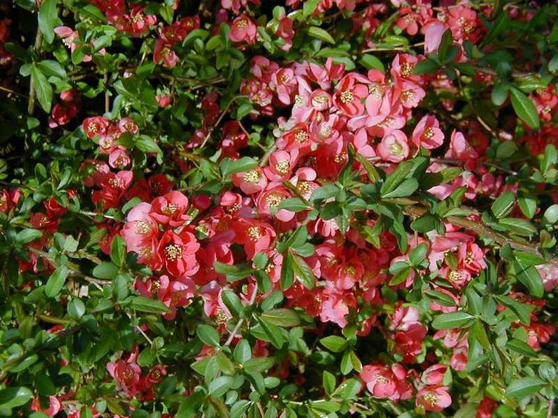 Texas Scarlet Quince Red Flowering Shrub Chaenomeles | Etsy