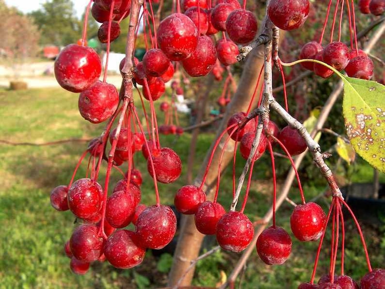 prairie crabapple fruit