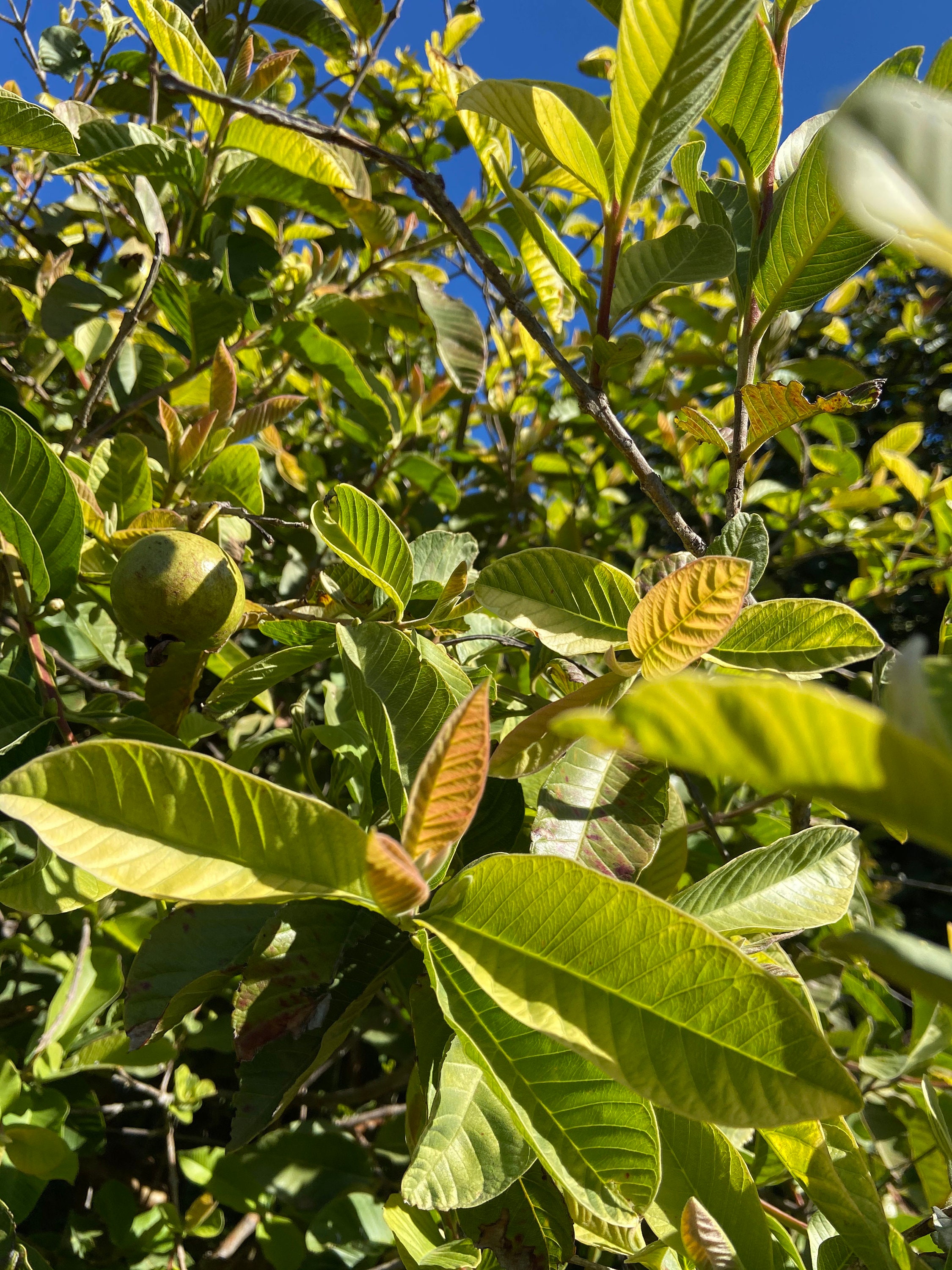200 Hojas de Guayaba Fresca Orgánica CALIDAD TOP & Precio Etsy