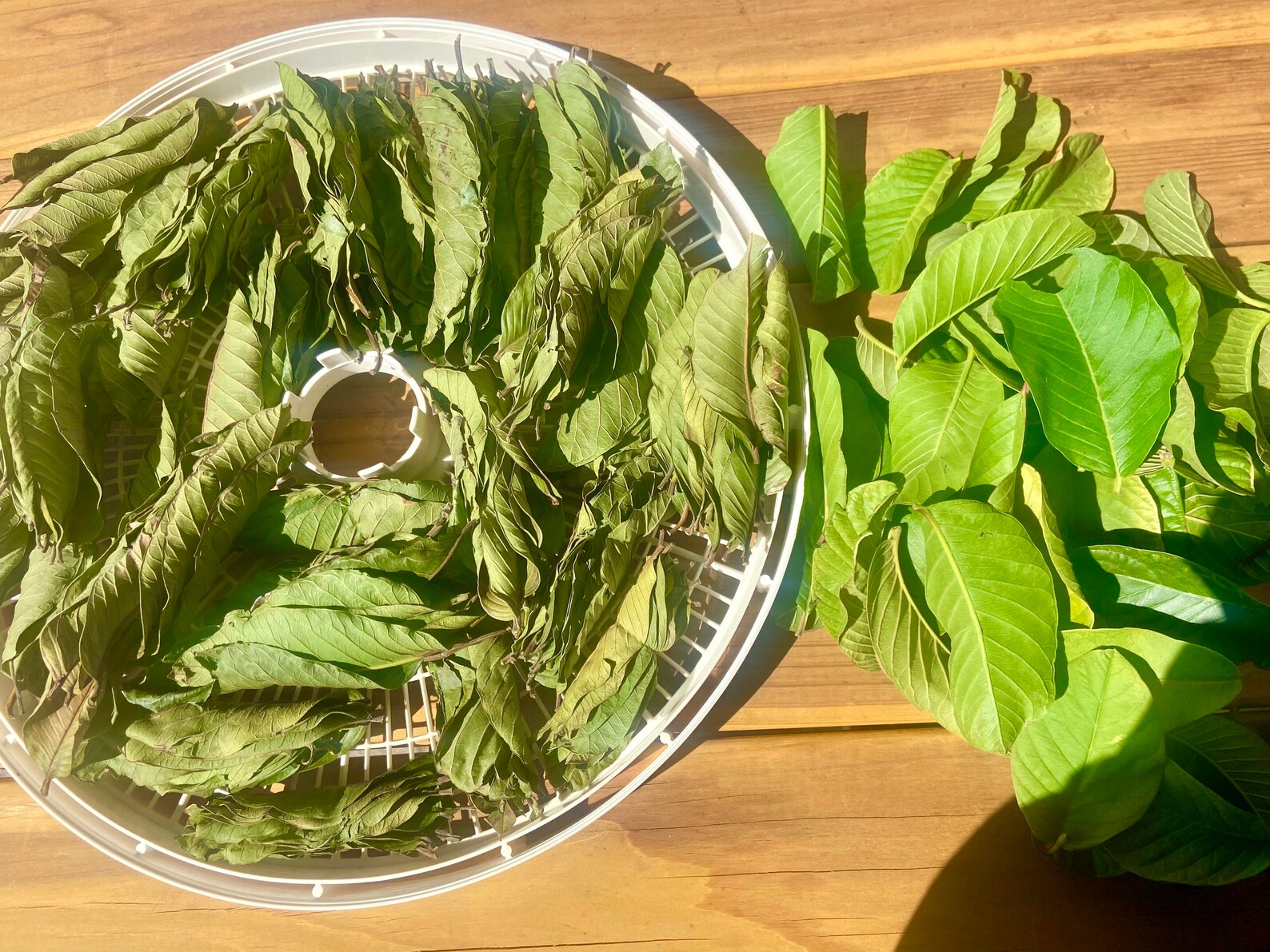 100 Dried Organic Guava Leaves TOP Quality & FREE Shipping Etsy