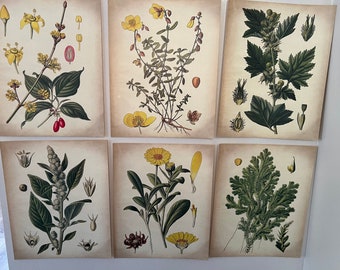 Vintage botanical prints, physical prints, 8x10 botanical prints