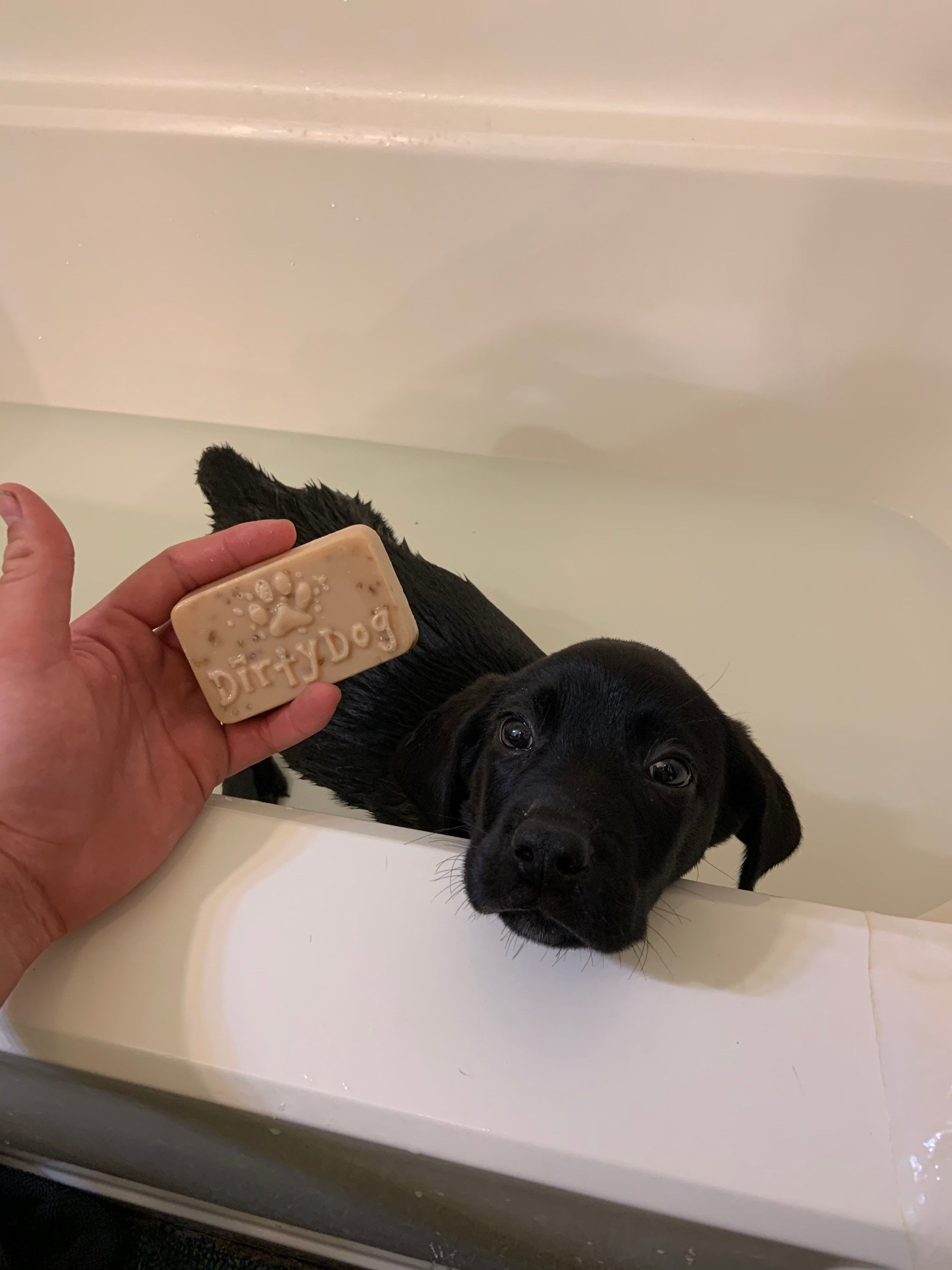 Dirty Dog Shampoo Bar Pet Soap Natural Oatmeal Handmade Etsy