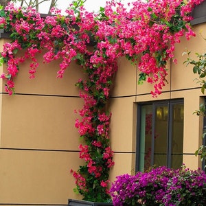 Branche de bougainvillier artificielle à la mode, fausses plantes, fête de vacances, mariage, fleur de noël, disposition murale, maison, décoration d'hôtel en plein air image 1