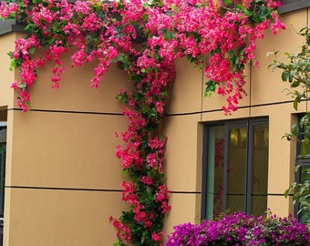 Mode Kunstmatige Bougainvillea Tak Nep Planten Feest Vakantie Bruiloft Kerst Bloem Muur Layout Home Outdoor Hotel Decor