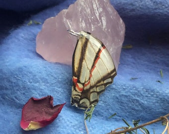 Zebra Swallowtail Butterfly Wing Pendant