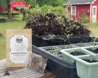 100+ Papalo Herb Seeds