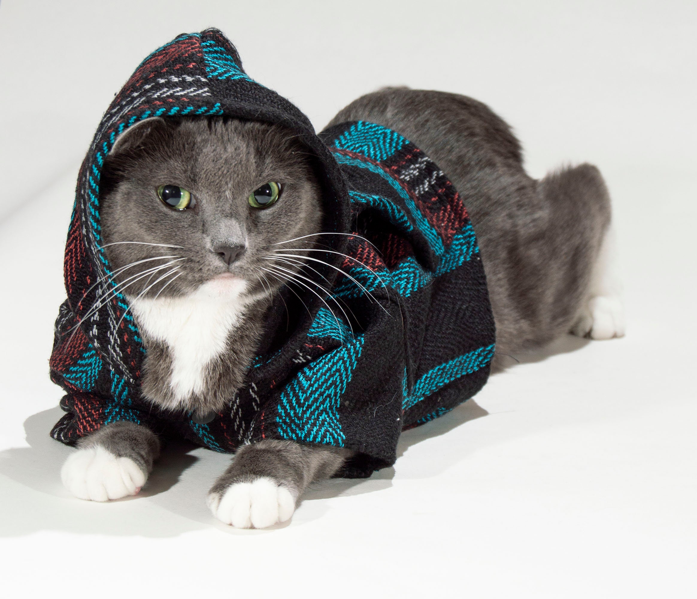 Dog Baja Hoodie by Pawja Hoodies Poncho Jacket Coat Clothes Etsy Polska