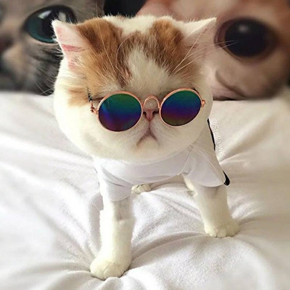 little dog sunglasses