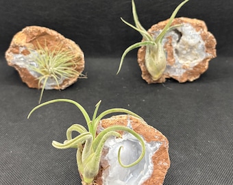Mexican Sonora geode quartz crystal chalcedony crystal air plant