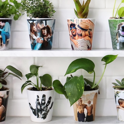 calla lily plants for sale Calla Lily Cantor