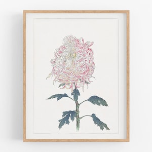 Japanese chrysanthemum flowers botanical art /  print / botanical prints / art print / chrysanthemum art / flower art / wall decor