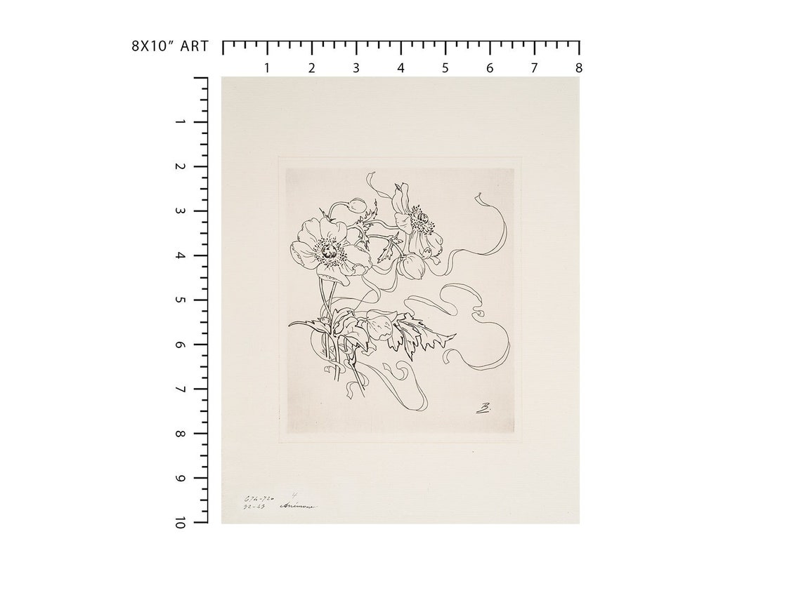 French Porcelain Flower Daisy Sketch / Botanical Art / Art - Etsy