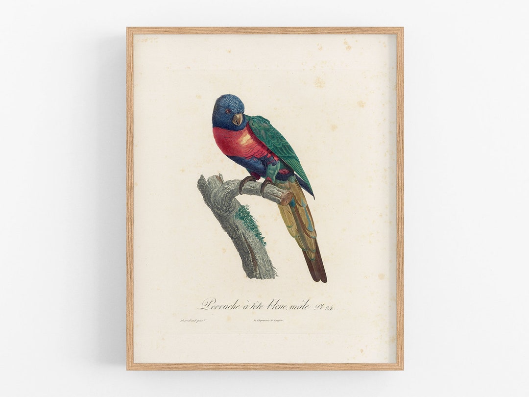 View of Parrot Art Print / Bird Print / Bird Print / Bird Art / Botanical Art ...