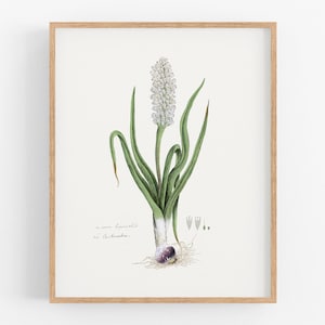 Hyazinthe Blume botanische Kunstdruck