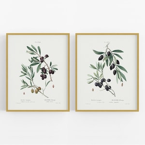 Olive Branch Botanical Kitchen Decor Art Prints - Set of Two