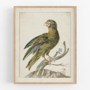 Parrot Watercolor Art Print: Parakeet
