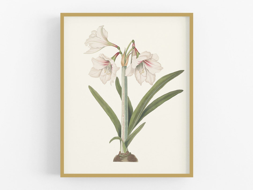 Limited 絵画 花 art アマリリス vintage flower 希少 Cream Amaryllis Flower Botanical Art Print #1 - Etsy