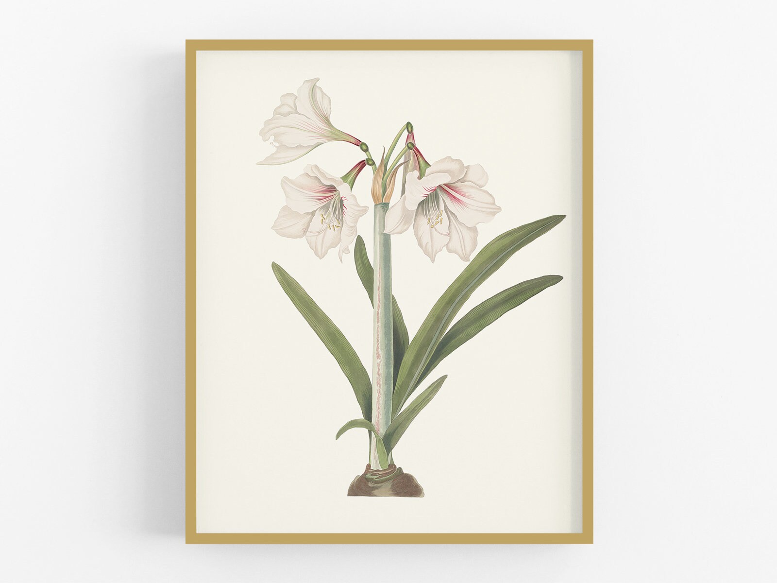 Cream Amaryllis Flower Botanical Art Print #1 - Etsy