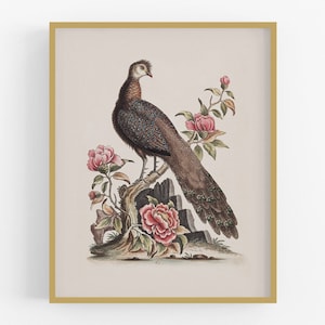 Chinese Peacock Art Print
