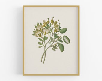 Capparis Flower Botanical Art Print / White Flower Art / Farmhouse Art / Flower Art / Botanical Art / Nursery Art / Flower Watercolor