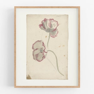 Poppy Flower Art Print