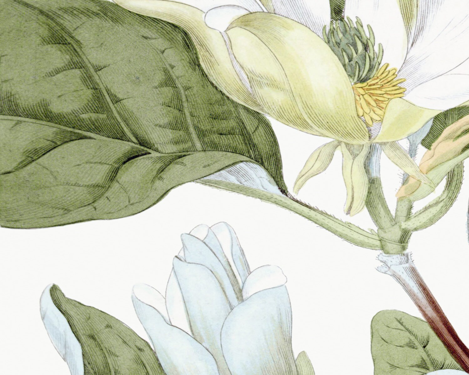 White Magnolia Flower Botanical Art Prints - Set of Two - Etsy