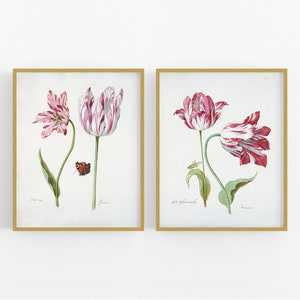 Tulip Flower Watercolors, Set of Two Botanical Art Prints  / Botanical Art / Tulip Art / Flower Art / Wall Decor /  Botanical Art