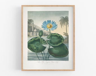 Water lily vintage art print / art print / vintage botanical / flower print / flower art / wall decor /  botanical art / tropical art / art