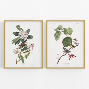 Audobon Bird Art Prints - Set of Two / Bird Art / Vintage Bird Art / Bird Print / Botanical Art / Wall Decor / Nursery Art / Flower Art