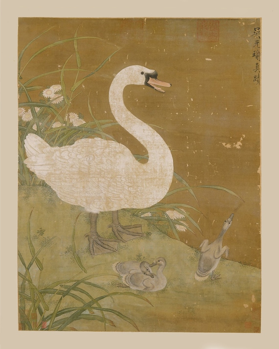 Swan chinese discount