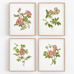 Dark Peach Botanical Rose Flower Art Prints - Set of Four