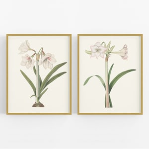 Set of Two Blush Amaryllis Lily Flower Botanical Art Prints /  Flower Art / Botanical Art / Lily Art / Flower Art / Wall Decor / Art