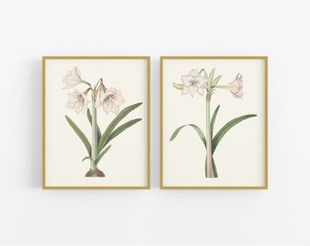 Set of Two Blush Amaryllis Lily Flower Botanical Art Prints / Vintage Flower Art / Botanical Art / Lily Art / Flower Art / Wall Decor / Art