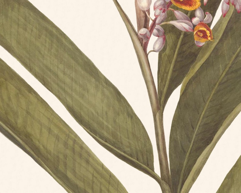 Rosa Hawaiiana, Tropiska Blommor Konsttryck - Set om två bild 5