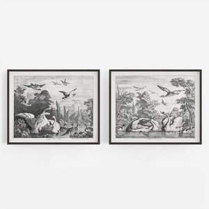 Set of Two Swan Etching Art Prints /  Bird Print / Wall Decor / Bird Art /  Art / Swan Drawing / European Etching / Swan Art