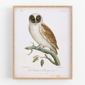 Owl art print / bird print /  bird print / bird art / botanical art / wall decor / owl artwork / owl art / art /  owl art