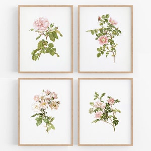 Set of Four Pink Rose Flower Botanical Art Prints / Vintage Print / Botanical Print / Rose Art / Flower Art / Wall Decor / Botanical Art