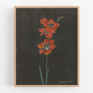 Red lily flower botanical art print / vintage art / flower print / flower art / wall decor / botanical art / botanical flower art / art