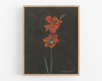 Red Lily Flower Botanical on Dark Background Art Print