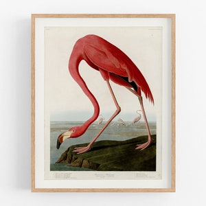 Audubon american flamingo art print / bird art /  bird art / bird print / botanical art / audubon bird / tropical art / flamingo art