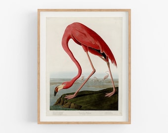 May include: A vintage illustration of a pink flamingo standing on a green rock with its head bent down. The flamingo is in the foreground of the image, and there are two smaller flamingos in the background. The illustration is framed in a light wood frame.