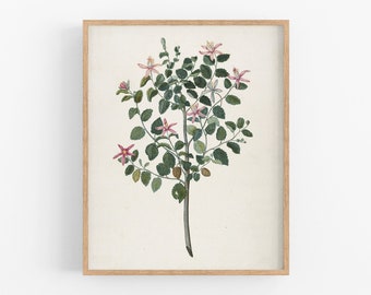 Pink flower botanical art print / botanical art / flower art / wall decor / farmhouse decor / vintage botanical art / farmhouse decor / art