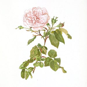 Set of Four Pink Rose Flower Botanical Art Prints / Vintage - Etsy