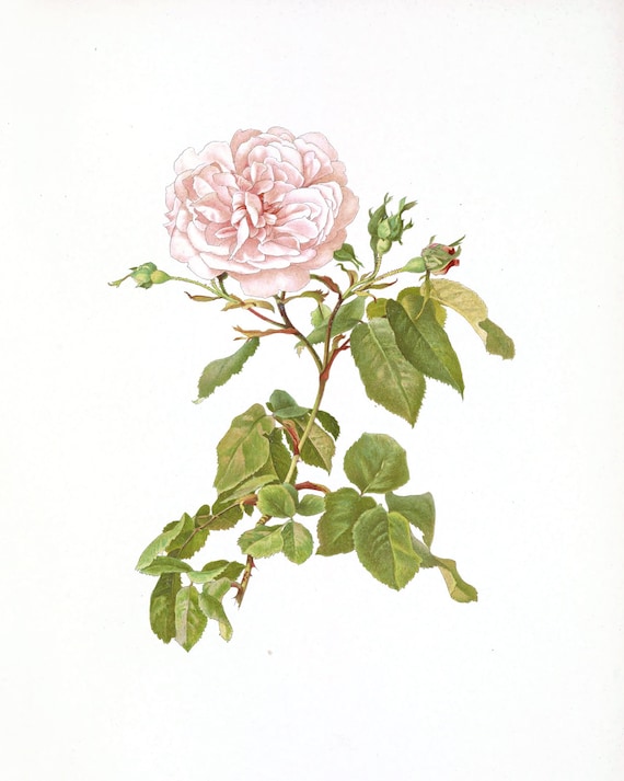 Set of Four Pink Rose Flower Botanical Art Prints / Vintage 