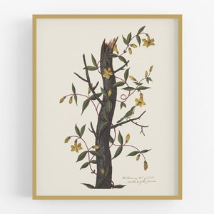 Hummingbird and Jasmine Botanical Baby Nursery Art Print