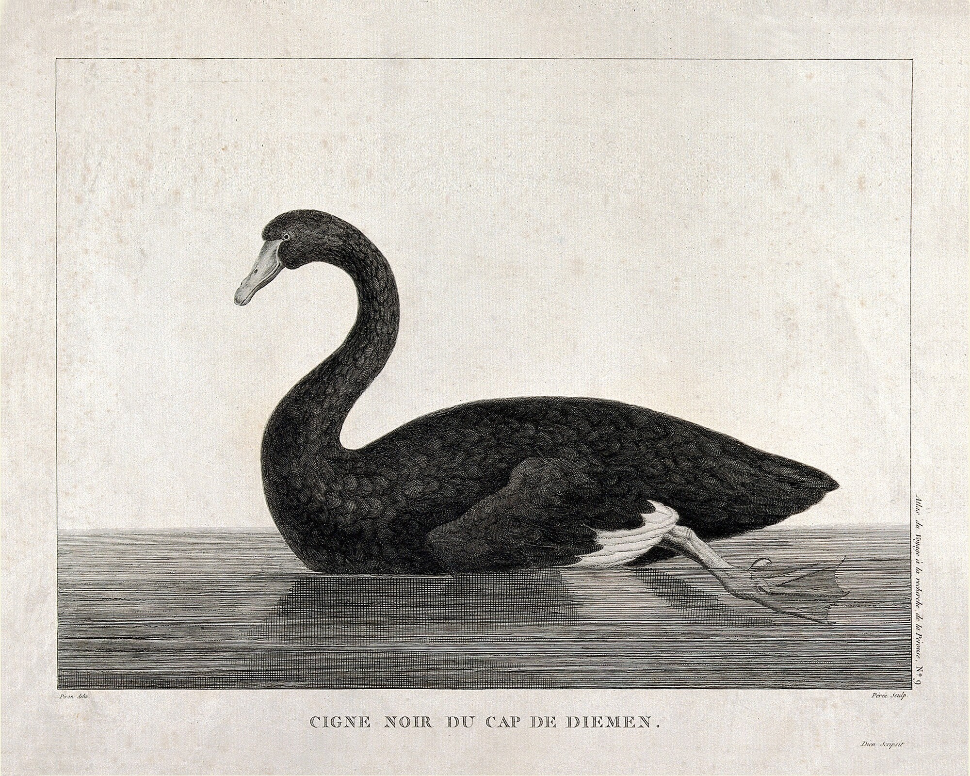 BLACK SWAN,新品未開封,DOKKEN,MSG,WHITESNAKE Black Swan Drawing Art Print - Etsy