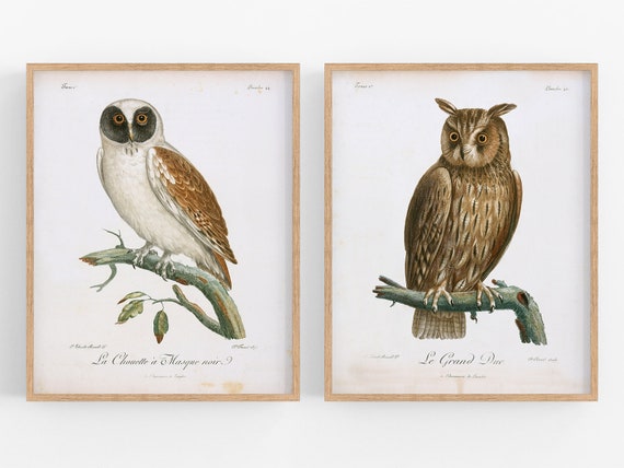 Set of Two Owl Art Prints / Bird Print / Vintage Bird Print / - Etsy